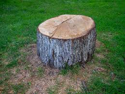 Best Storm Damage Tree Cleanup  in Los Fresnos, TX
