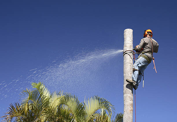 Best Lawn Renovation and Restoration  in Los Fresnos, TX