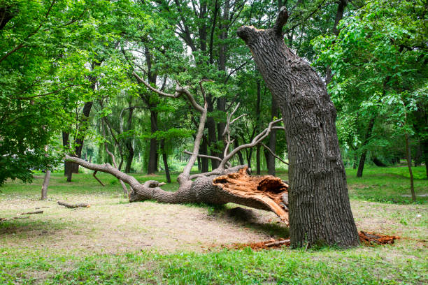 Best Commercial Tree Services  in Los Fresnos, TX