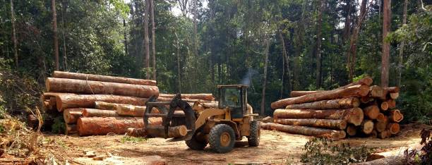 Best Lot and Land Clearing  in Los Fresnos, TX