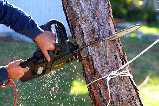 Best Aeration Services  in Los Fresnos, TX