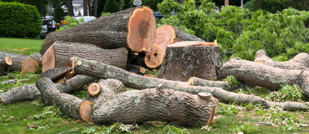 Best Stump Grinding and Removal  in Los Fresnos, TX