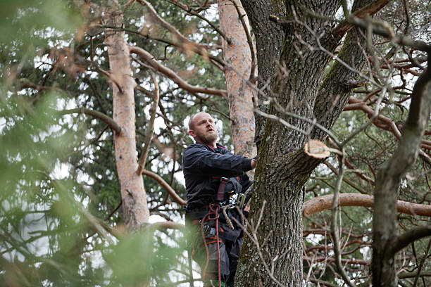 How Our Tree Care Process Works  in  Los Fresnos, TX