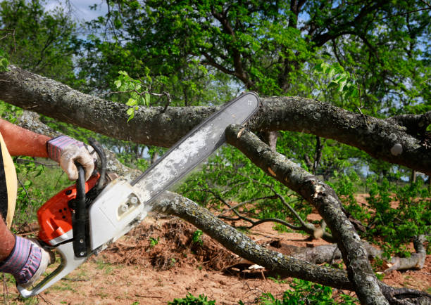 Best Tree and Shrub Care  in Los Fresnos, TX